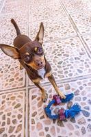 Mexican brown Chihuahua dog playful lovely and aggressive Mexico. photo