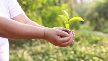 moeders hand houdt een boom op een groene achtergrond. concept van van de wereld houden video