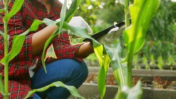 agricultrices avec tablette numérique inspectant une plantation de maïs video