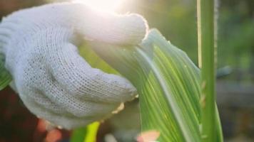 Las agricultoras con tableta digital inspeccionando una plantación de maíz video