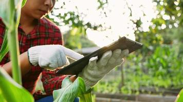 Las agricultoras con tableta digital inspeccionando una plantación de maíz