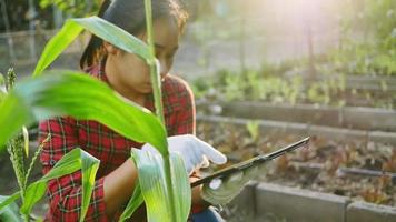 vrouwelijke boeren die met digitale tablet een maïsplantage inspecteren video