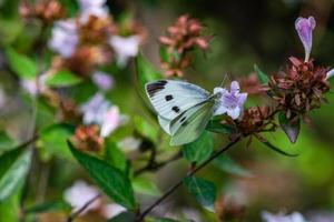 Beautiful butterfly on the flower in a garden photo