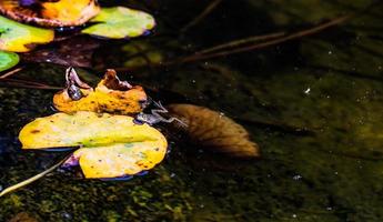 Fat frog in the autumnal pond photo