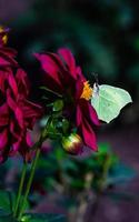 hermosa mariposa en la flor en un jardín foto