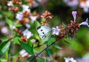 Beautiful butterfly on the flower in a garden photo