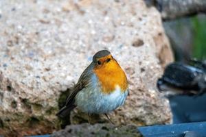 robin bird perched on a log photo