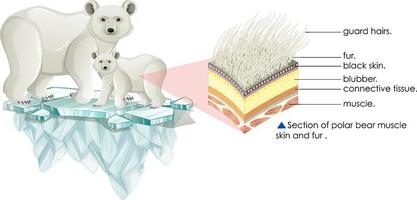Section of polar bear muscle skin and fur vector