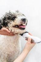 cute white and black bichon frise dog being groomed by professional groomer photo