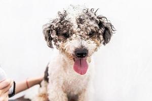 cute white and black bichon frise dog being groomed by professional groomer photo