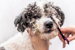 Lindo perro bichon frise blanco y negro siendo arreglado por un peluquero profesional foto