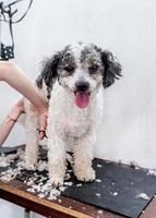 Lindo perro bichon frise blanco y negro siendo arreglado por un peluquero profesional foto