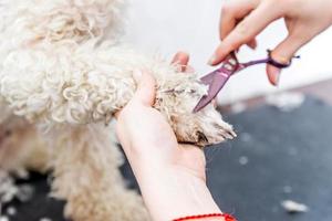 El pelo de la pata del perro bichon frise está arreglado por un peluquero profesional foto