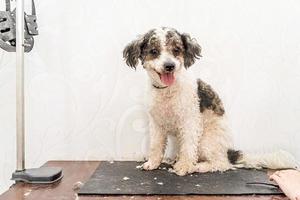 Lindo perro bichon frise blanco y negro siendo arreglado por un peluquero profesional