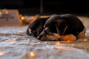 lindo perrito durmiendo en la cama con luces y cajas de regalo foto