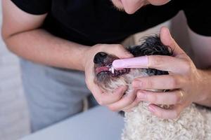 Hombre cepillarse los dientes de un lindo perro bichon frise foto