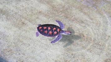 crías de tortuga marina nadando y vienen a respirar en la superficie del agua en una piscina de incubación. primer plano 4k