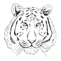 Hand - drawn tiger portrait with. Vector illustration. Vintage line sketch.