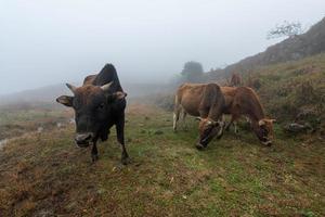 Early in the morning, cattle on the withered and yellow grassland in the fog