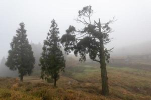 Trees in fog and yellow meadows photo