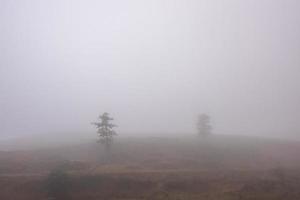 árboles en la niebla y prados amarillos foto