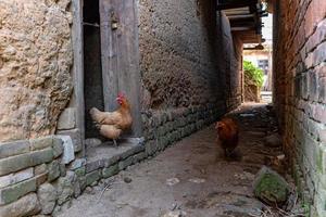 Free range hens in the countryside
