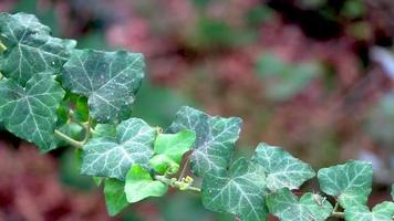 klimop plant met groene bladeren rodini park bos rhodos. video