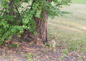 Wild rabbit seen on a park in Calgary. Animal living free. photo