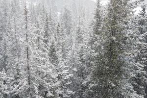 Beautiful winter view of a forest from above. Snowing over the pine trees. Christmas scene. Canada photo