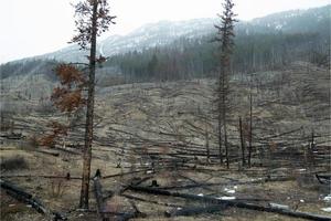 paisaje de un área forestal después de un incendio, árboles muertos. montaña con nieve de fondo. alberta, canadá foto