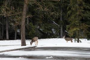 Two deers at Banff National park in winter. Snow in the forest photo