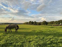 paisaje de campo con caballo sobre césped verde foto