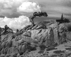 Weathered Juniper Tree at Top of Sierra Nevadas, Black and White photo