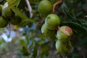 Group of macadamia nuts on its tree in the plantation at blurred background photo