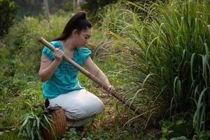 Estilo de vida de la mujer de Asia rural desenterrando limoncillo en un jardín, cultivando verduras orgánicas ella misma concepto, las mujeres asiáticas en el campo de la campiña de Tailandia foto