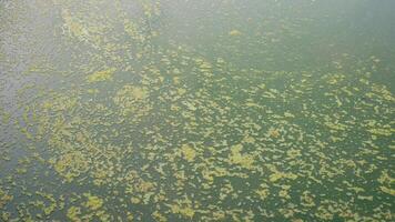 Close up of A river full of algae photo