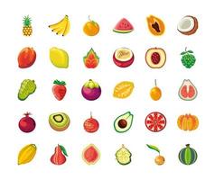 variedad de frutas tropicales vector