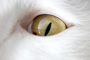 ojos de gato foto