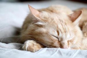 Lazy Ginger Cat photo
