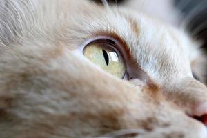 ojos de gato foto