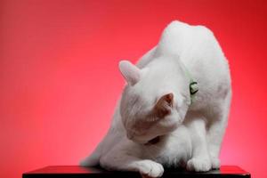 Young White Cat photo