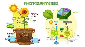 Diagram showing process of photosynthesis in plant vector