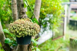 plant in pot flower hanging on tree photo