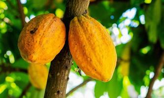 cacao en el árbol en el jardín foto