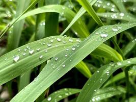 Fresh green grass with rain water drops. Summer nature background. Nature scene with droplets on green leaf. Beautiful artistic image of purity and freshness of nature photo