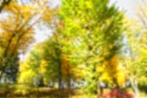 Blur background coloured forest, autumn concept,copy space photo