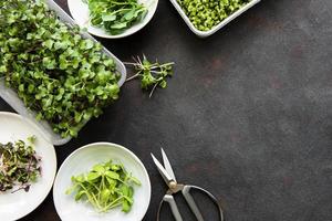 Assortment of micro greens at black background, copy space, top view. photo