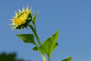 Sunflower young bud blooming, macro, close up photo