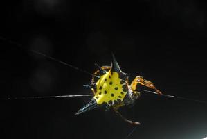 Spider arachnid sits in its lair on black background photo