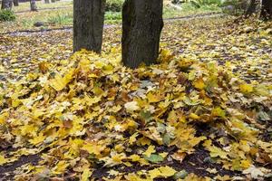 The tree trunks are covered with fallen leaves. Autumn leaves. photo